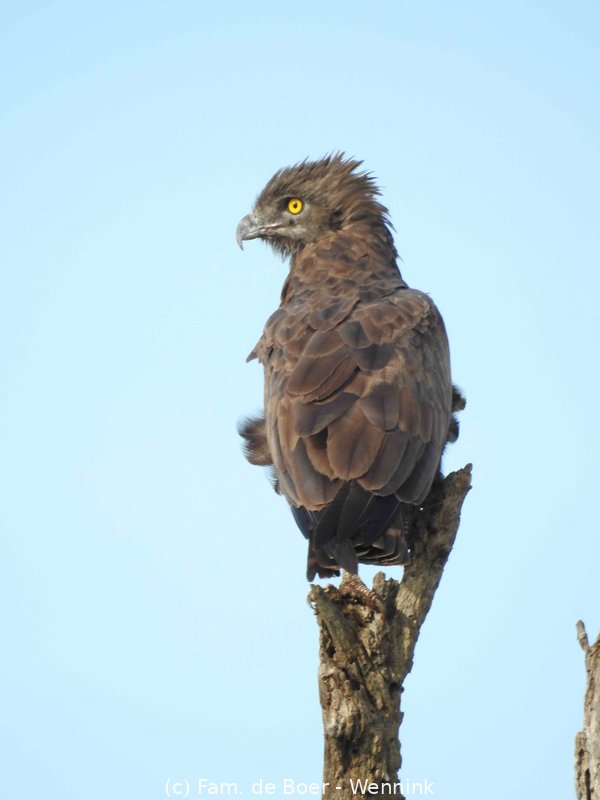 191121_163117-10 onbekend roofvogeltje.JPG